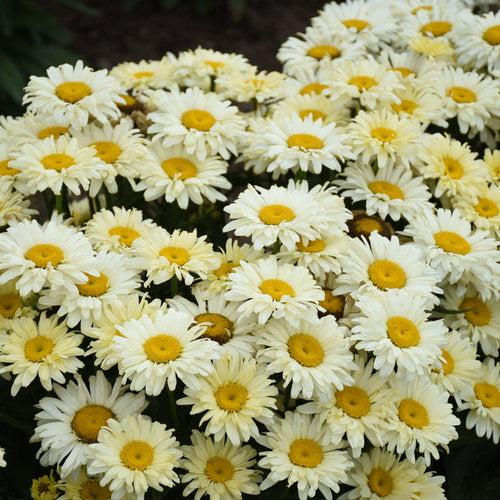 Shasta Daisy, PW® Amazing Daisies® Banana Cream II Shasta Daisy