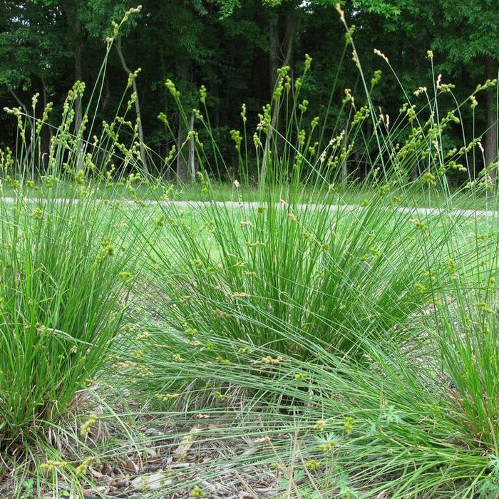 Sedge, Prairie Sedge