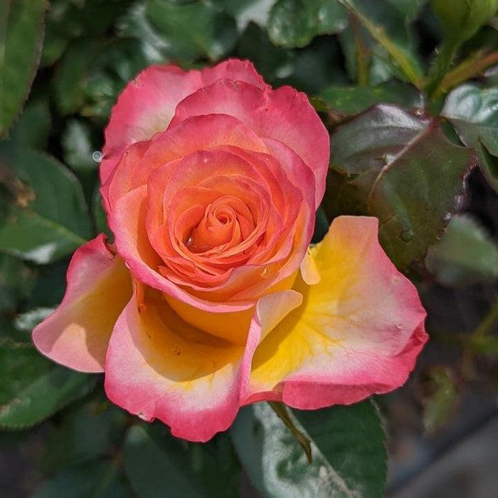 Rose, True Sincerity Rose