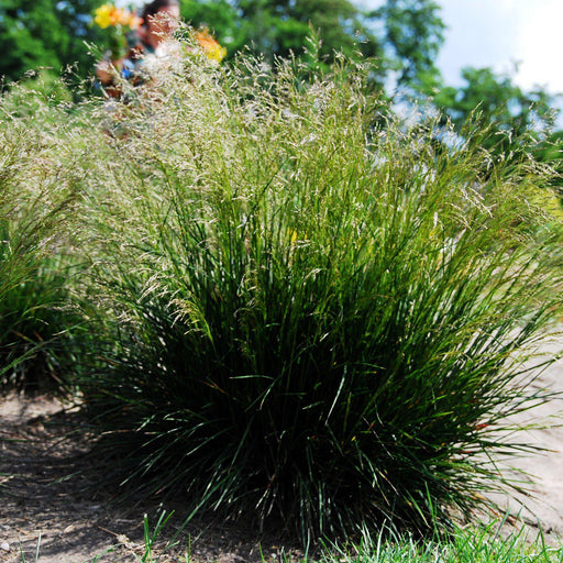 Grass, Tufted Hairgrass