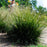 Grass, Tufted Hairgrass