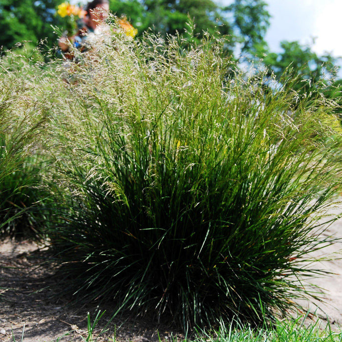Grass, Tufted Hairgrass