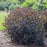 Honeysuckle, Kodiak® Jet Black Honeysuckle