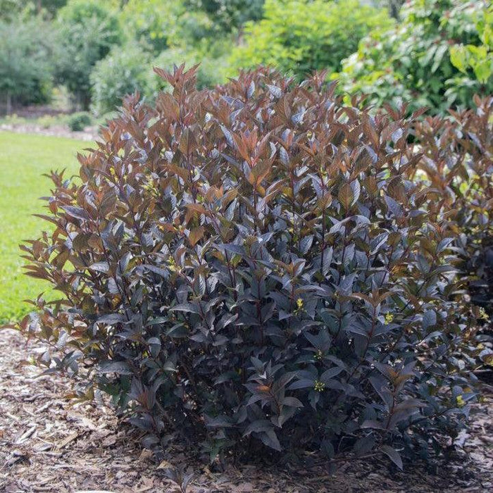 Honeysuckle, Kodiak® Jet Black Honeysuckle