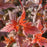 Ninebark, Ginger Wine™ Ninebark