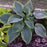 Hosta, PW® Shadowland® Wu-La-La Hosta