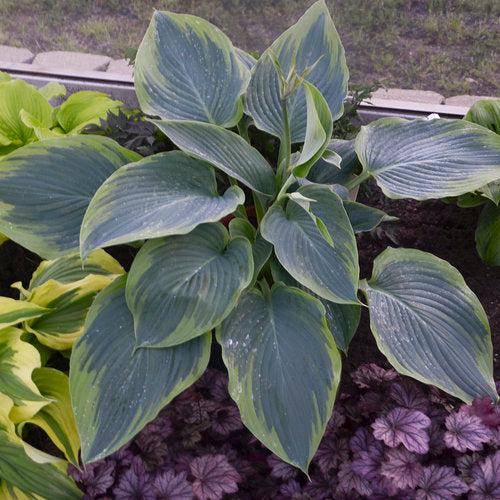 Hosta, PW® Shadowland® Wu-La-La Hosta