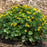 Marsh Marigold