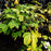 Buckeye, Buckeye Bottlebrush