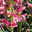 Beardtongue, Pristine Pink Beardtongue