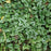 Yellow Archangel, Variegated Yellow Archangel