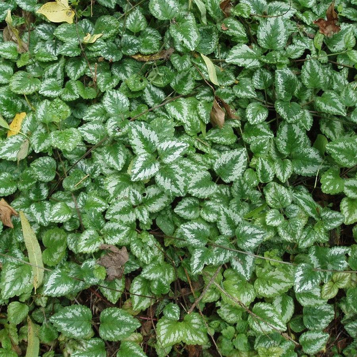 Yellow Archangel, Variegated Yellow Archangel