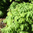 Spikenard, Sun King Golden Japanese Spikenard