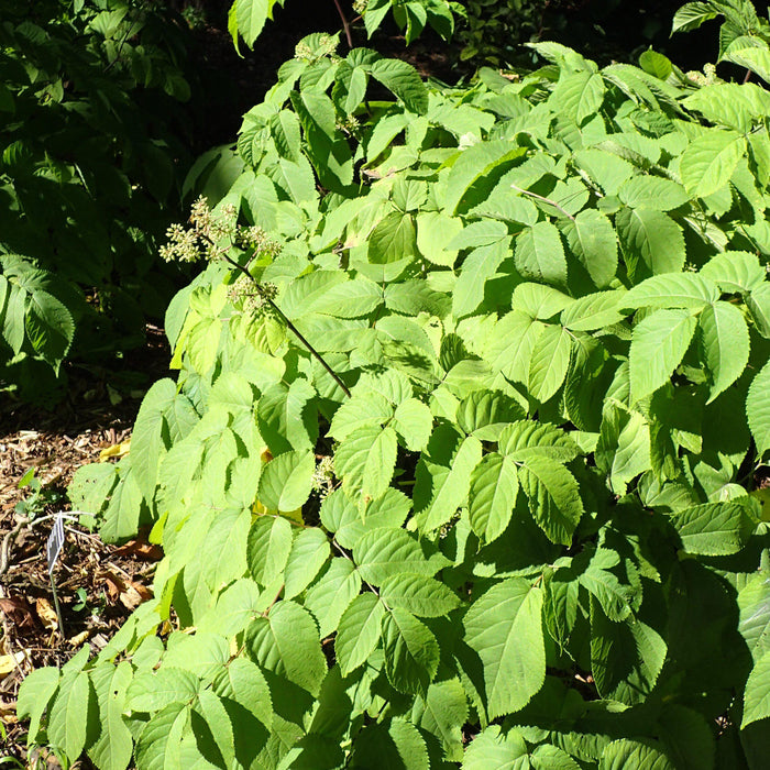 Spikenard, Sun King Golden Japanese Spikenard