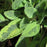 SALVIA OFFICINALIS AUREA
