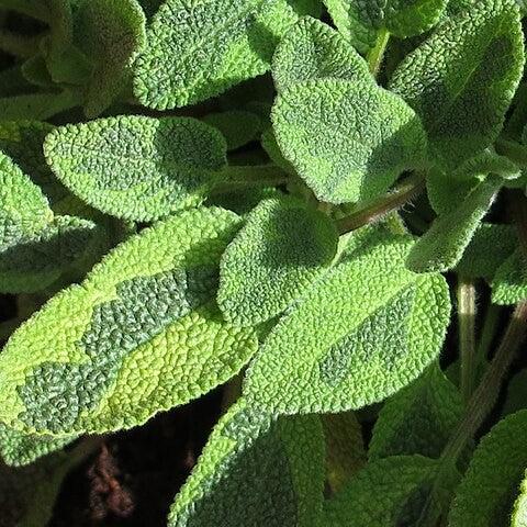 SALVIA OFFICINALIS AUREA