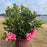 Azalea, Encore Autumn Carnation Azalea