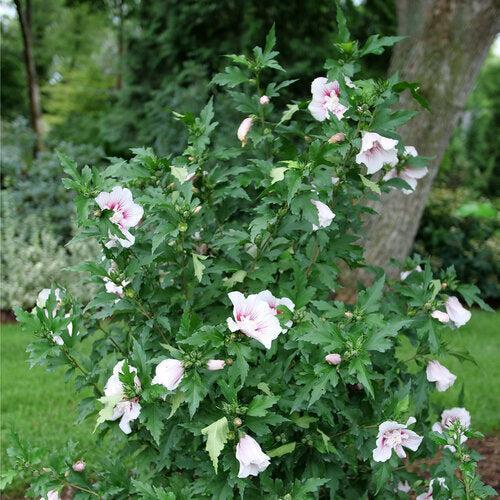 Hibiscus, PW® Starblast Chiffon® Rose of Sharon