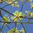 Sassafras albidum  - Sassafras