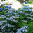Hydrangea, Tiny Tuff Stuff™ Serrata Hydrangea