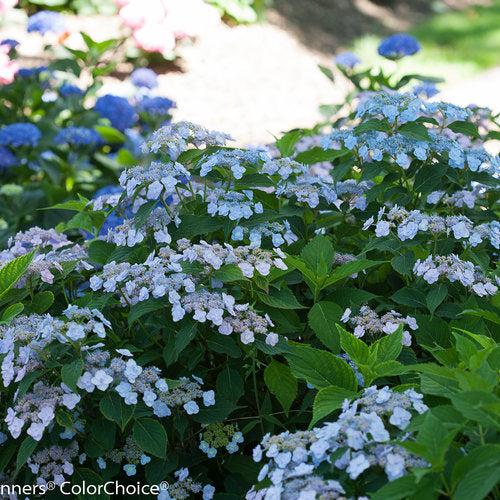 Hydrangea, Tiny Tuff Stuff™ Serrata Hydrangea