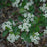 Chokeberry, Iroquois Beauty™ Black Chokeberry