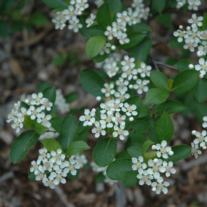 Chokeberry, Iroquois Beauty™ Black Chokeberry