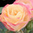 Rose, Enchanted Meadow™ Rose