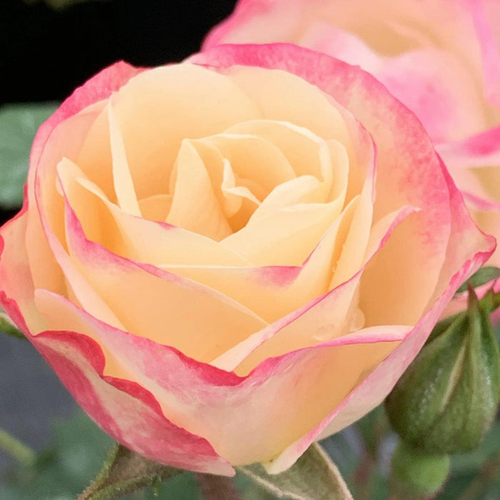 Rose, Enchanted Meadow™ Rose