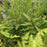 Fern, Lady in Red Fern, Northern Lady Fern
