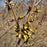 Forsythia, Meadowlark Forsythia