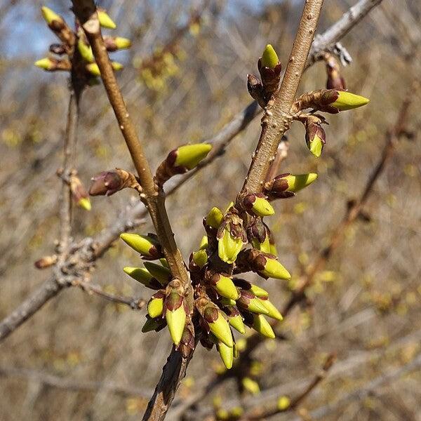 Forsythia, Meadowlark Forsythia