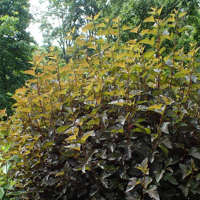 Ninebark, Summer Wine® Ninebark