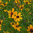Tickseed,  Permathreads™ Butter Rum Coreopsis