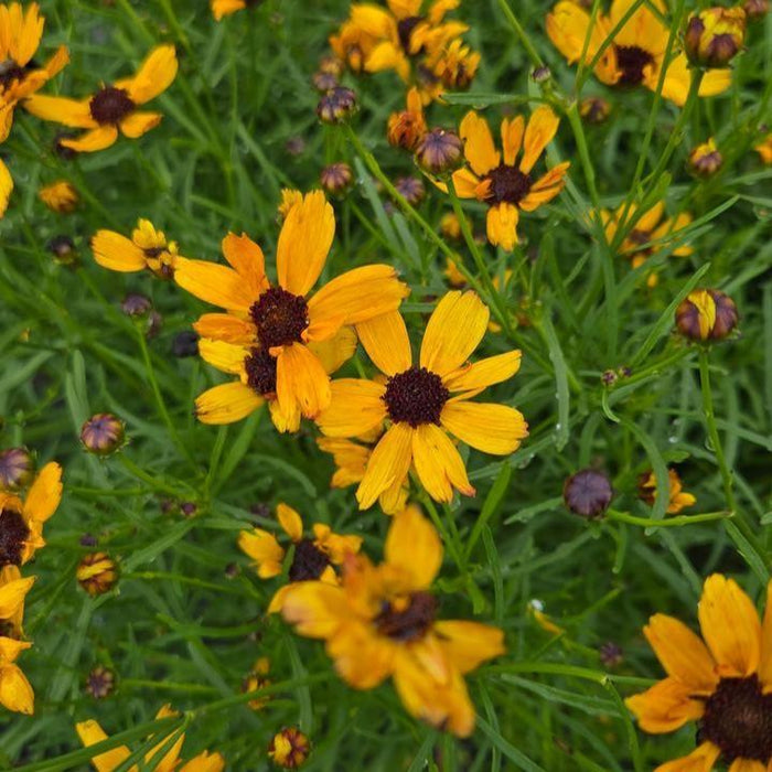 Tickseed,  Permathreads™ Butter Rum Coreopsis