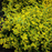 Euonymus, Emerald n Gold Euonymus