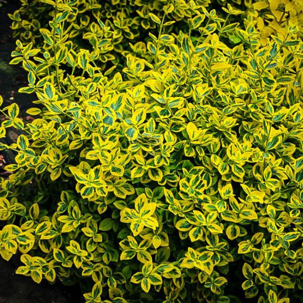Euonymus, Emerald n Gold Euonymus