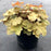 Coral Bells, Caramel Coral Bells