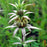 Monarda punctata  - Spotted Beebalm