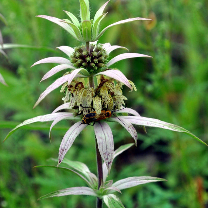 Monarda punctata  - Spotted Beebalm