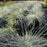 Grass, Blue Fescue