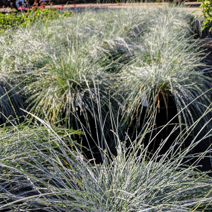 Grass, Blue Fescue