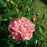 Rosa 'Ausrimini'  - Strawberry Hill® Climbing Rose