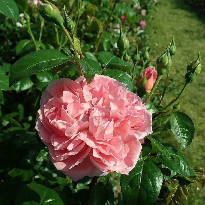 Rosa 'Ausrimini'  - Strawberry Hill® Climbing Rose