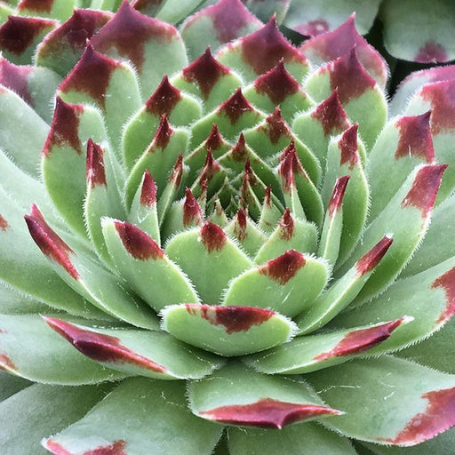 Sempervivum, Chick Charms® Mint Marvel Hens and Chicks