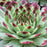 Sempervivum, Chick Charms® Mint Marvel Hens and Chicks