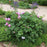 Peony, First Arrival Itoh Peony