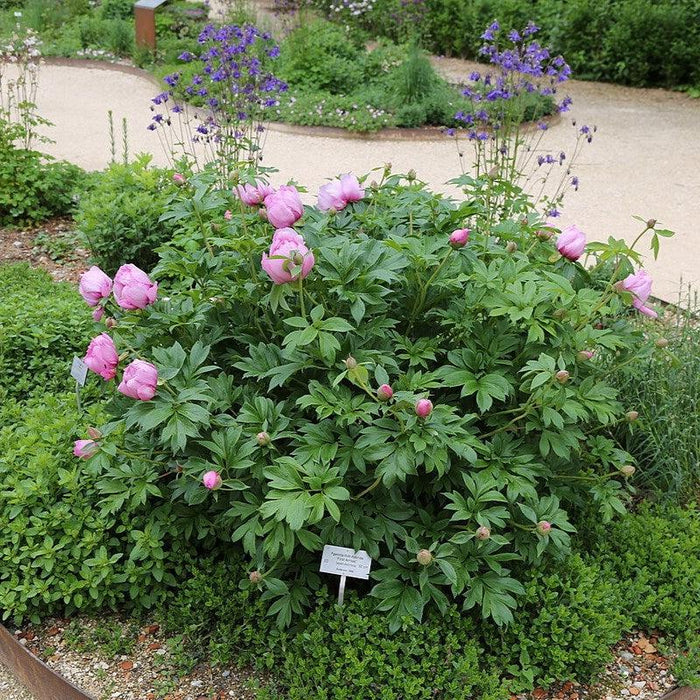 Peony, First Arrival Itoh Peony
