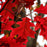 Oak, Northern Red Oak