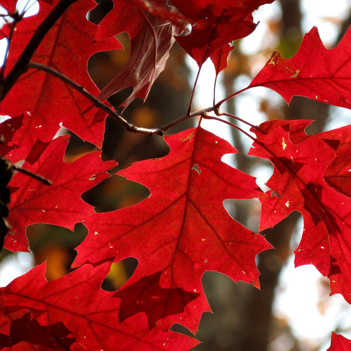 Oak, Northern Red Oak